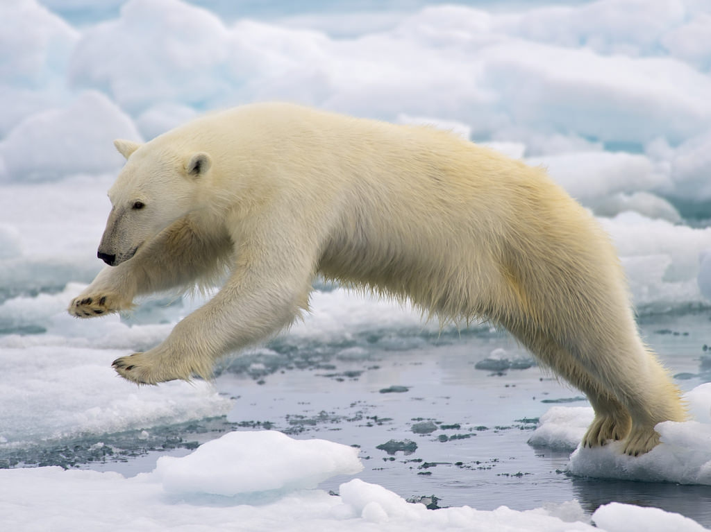 Polar bears are just one of the many animal species that have already felt the effects of climate changes. The newest executive order issued by President Trump may enhance the effects felt.