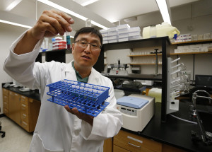 Dr. Joon Lee holds processed mosquitos in a tube in his lab at the UNT Health Science Center during West Nile season on June 17, 2014 in Fort Worth, Texas. For now, Lee doesn't believe the latest mosquito-borne virus, Zika, will get established in North Texas. (Paul Moseley/Fort Worth Star-Telegram/TNS)