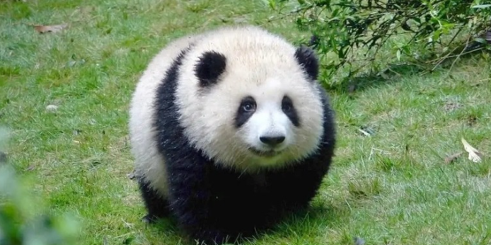 Giant Panda Hua Hua walking in her enclosure at the Chengdu Research Base of Giant Panda Breeding in China’s Sichuan Province.
Photo by panda-q.com 